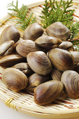 あさり　貝　 Manila clam