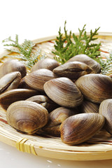 あさり　貝　 Manila clam