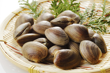 あさり　貝　 Manila clam