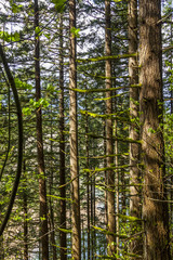 trees in landscape as a background texture