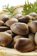あさり　貝　 Manila clam