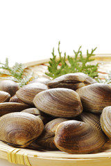 あさり　貝　 Manila clam