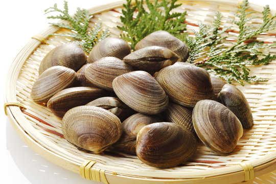 あさり　貝　 Manila clam