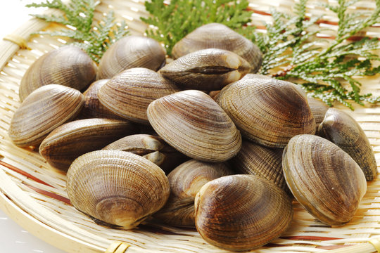 あさり の画像 6 560 件の Stock 写真 ベクターおよびビデオ Adobe Stock