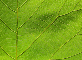 Naklejka na ściany i meble close up of green leaf texture