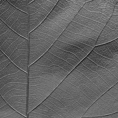gray leaf texture