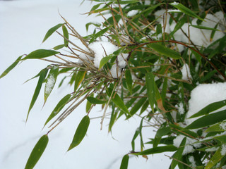 Bambous et neige