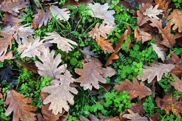Ground full of fallen oak leaves