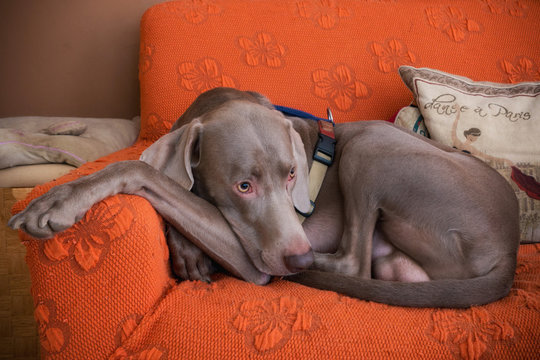 Cane di razza Weimaraner raggomitolato tranquillo  sul divano del salotto