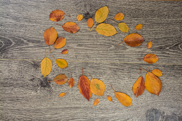 autumnal background texture. photo of leaves on wood.