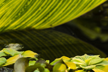 Green Leaf with a reflection in water