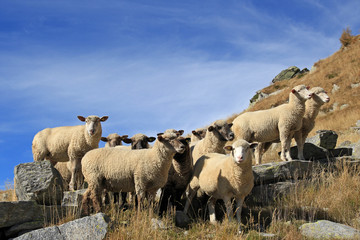 Fototapeta premium many sheep grazing in the mountains