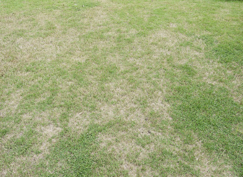 green grass and dry grass