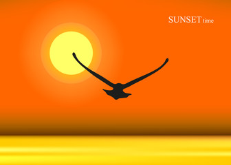 View of sun set and gull silhouette. Sunset background.