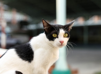 Cat with yellow eyes on the wall