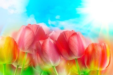 Fototapeta na wymiar Tulip flowers close up