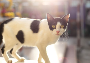 Cat standing on a fence with the nature sunlight