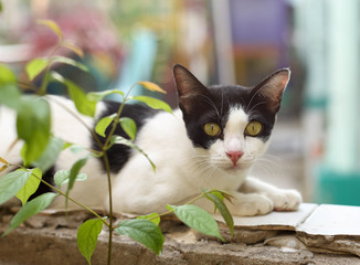 Cat lying on the wall