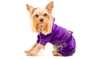 Portrait of Yorkshire terrier dog in a suit