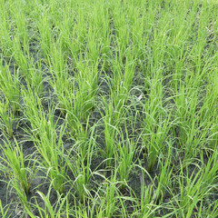 young rice plant in rice field