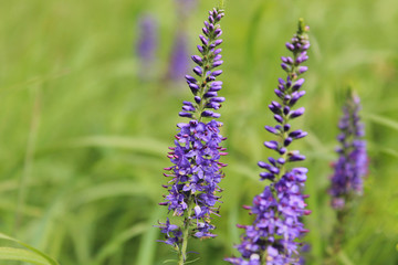 Цветущий шалфей на лугу