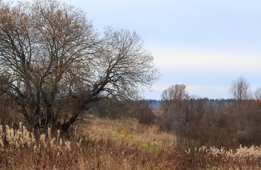 Autumn landscape with willow 