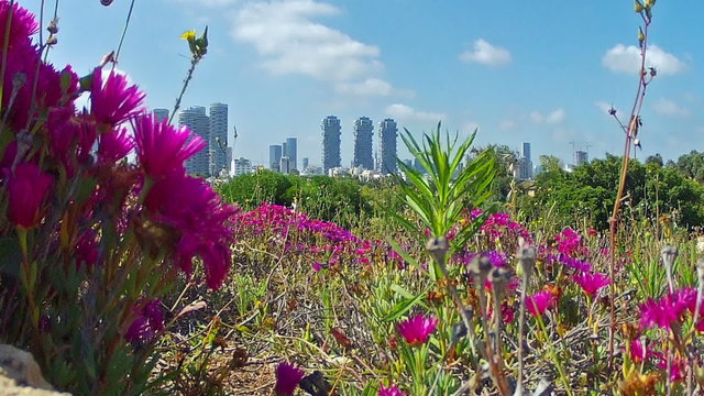 Tel Aviv view of the city/Tel Aviv, Israel
