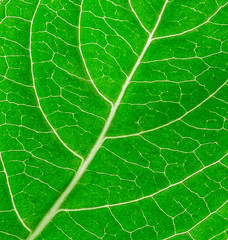 leaf texture