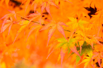 Maple leaf