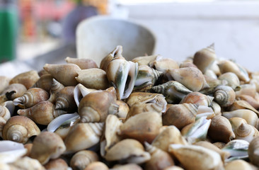 live conch in the market