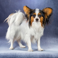 Young dog of breed papillon