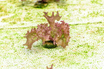 Hydroponics red oak salad vegetable in plantation.