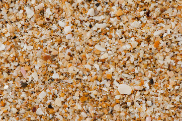 Natural background of small shells