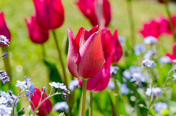 pink tulips amongst the forget-me-nots
