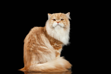 Red big adult persian Cat Angry Sits and turned Back on black