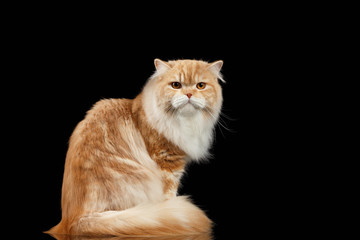 Fototapeta na wymiar Red big adult persian Cat Angry Sits and turned Back on black