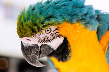Eye parrot