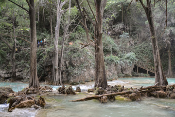 Árboles dentro del río San Vicente.