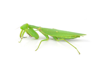 Mantis isolated on white background.