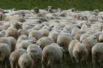 sheep's backs 2