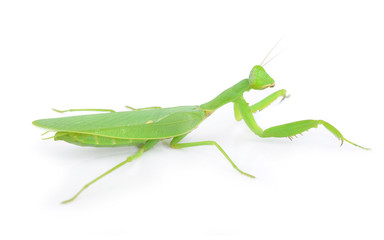 Mantis isolated on white background.