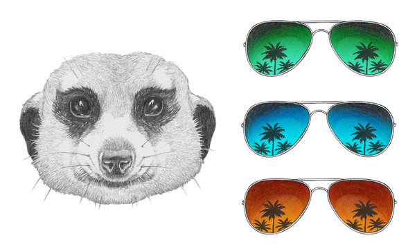 Portrait of Mongoose with mirror sunglasses. Hand drawn illustration.