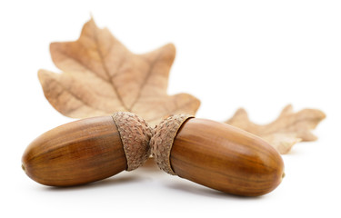 Oak acorns with leaf.