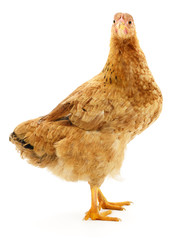 Brown hen isolated.