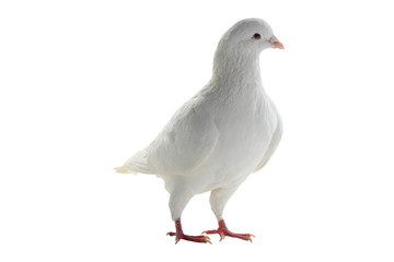 white pigeon