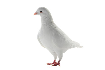 white pigeon