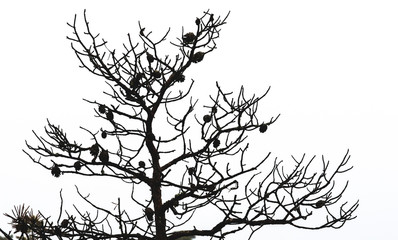 Bare pine tree branches with cones