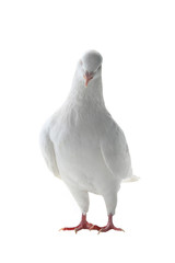 white pigeon