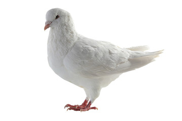 white pigeon © fotomaster
