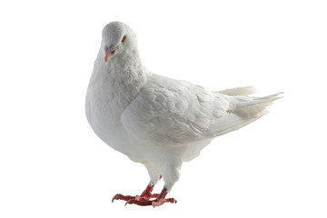 white pigeon